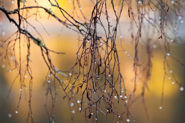 Весенняя капель