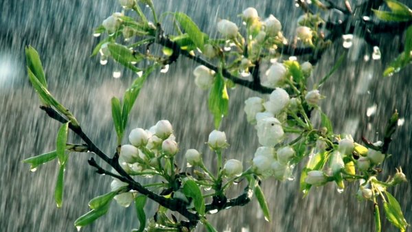 Весенний дождь