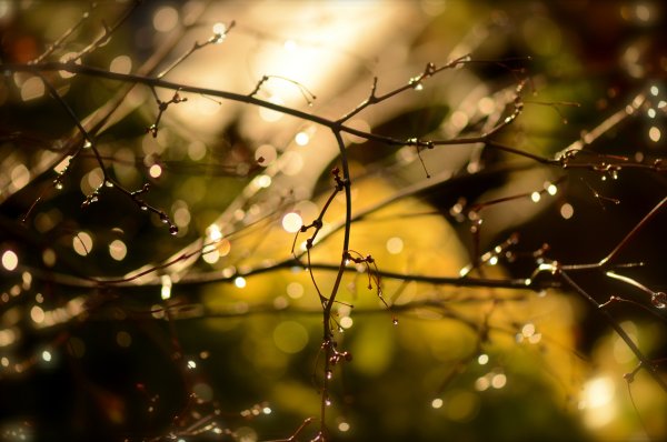 Веточки деревьев с росой