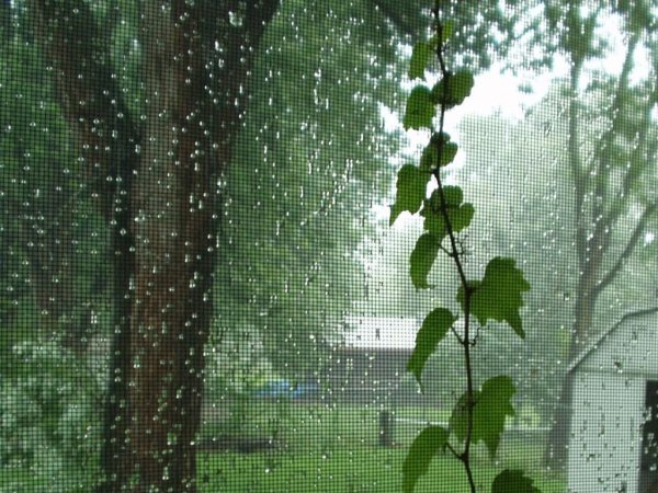 Тополь под дождем