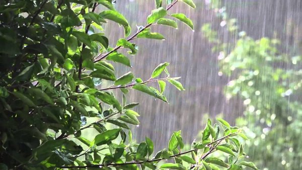 Сильный дождь