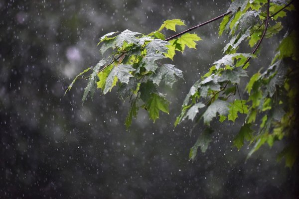 Ветка под дождём