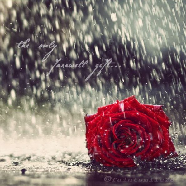 Розы под дождем