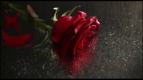 Брошенная роза под дождем