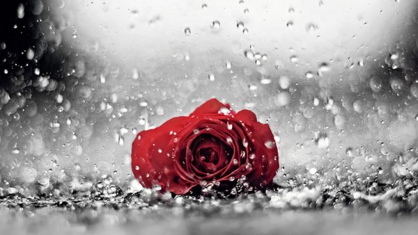 Красная роза под дождем
