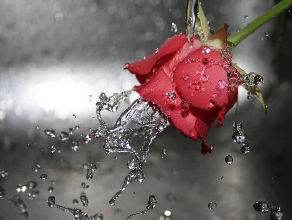 Розы с каплями дождя