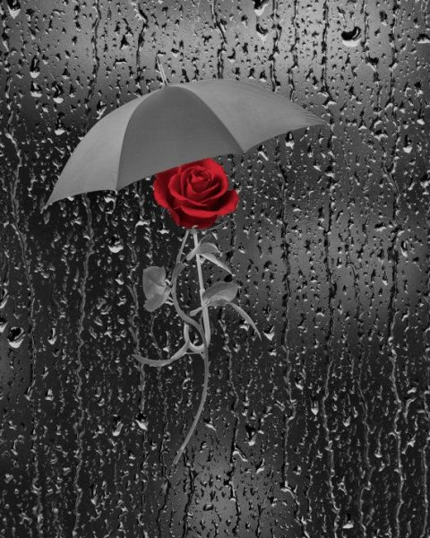 Цветочек под дождем