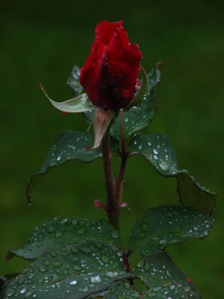 Красная роза под дождем