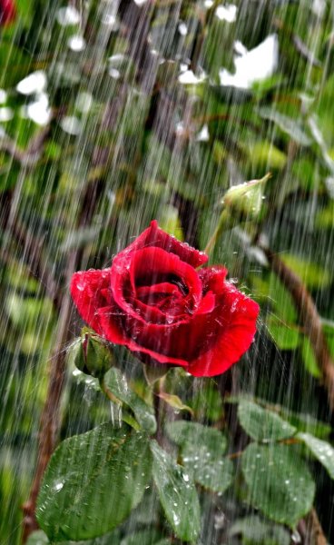 Цветы дождя