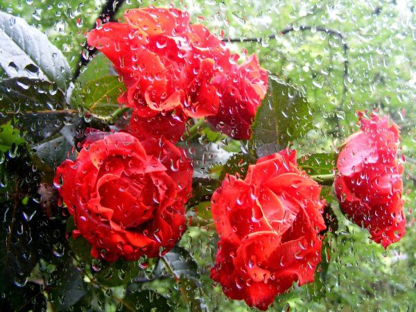 Красивые цветы под дождем