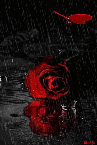 Роза под дождем на черном фоне