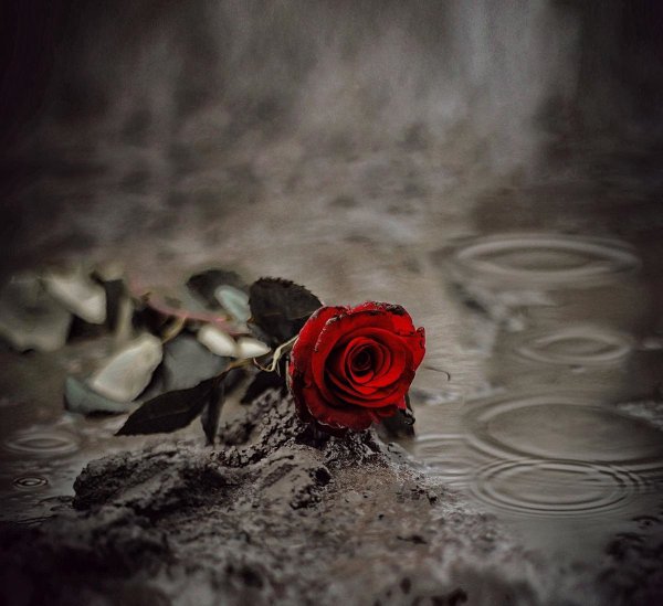 Грустный цветок