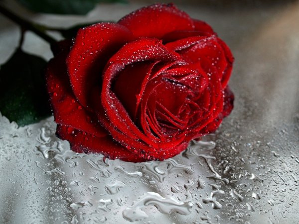 Красная роза с каплями воды