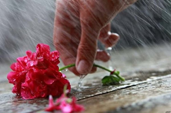 Печальные цветы