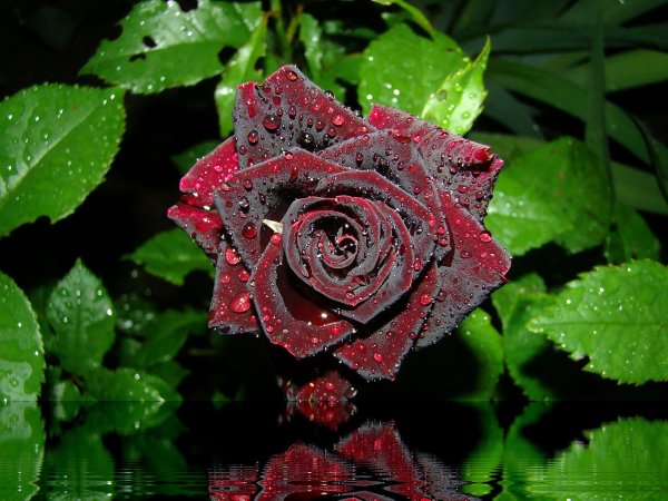 Алые бархатные розы