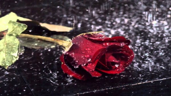 Брошенная роза