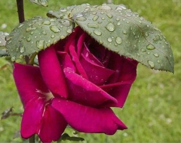 Цветы осенью под дождем