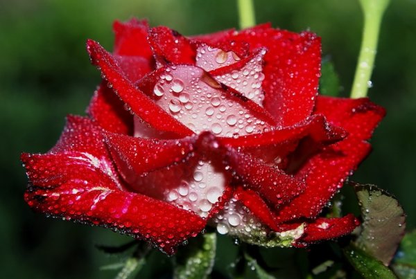 Красивые цветы с росой для женщины