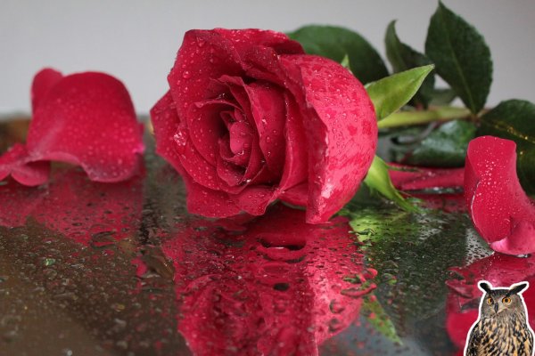 Прекрасные красные розы в брызгах воды