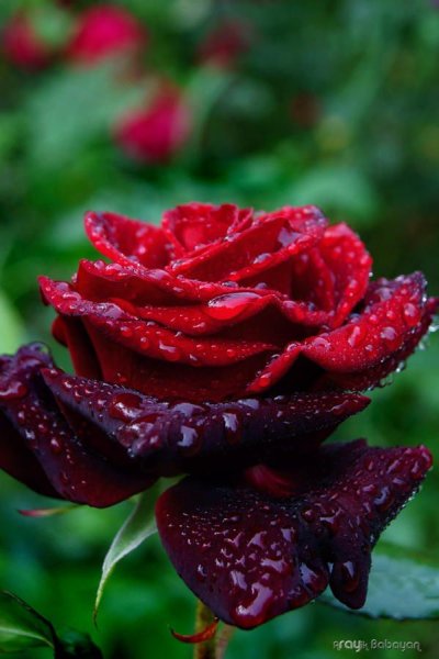 Розы в каплях дождя