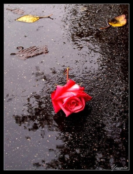 Роза на асфальте