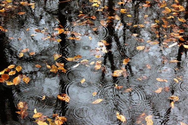 Дождь осенью