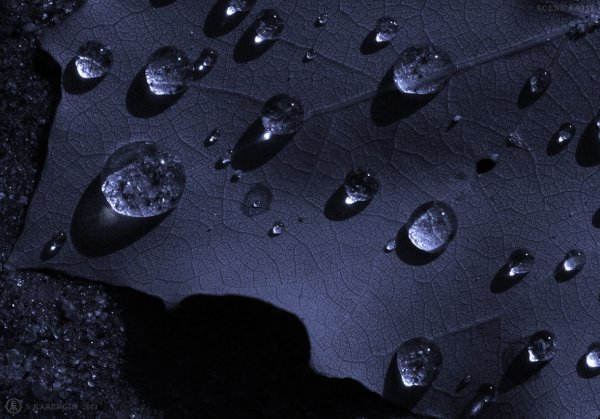 Черные капли