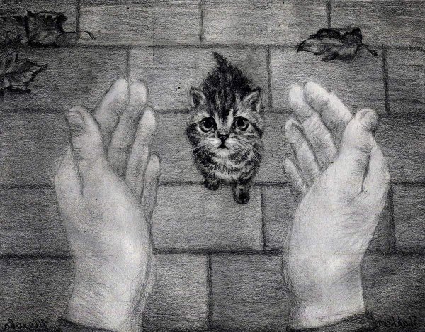 Бездомные котята