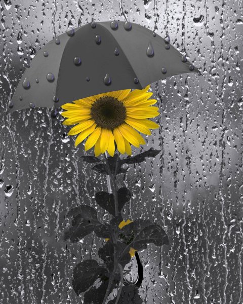 Подсолнухи под дождем