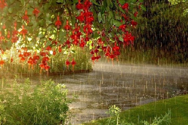 Природа дождь