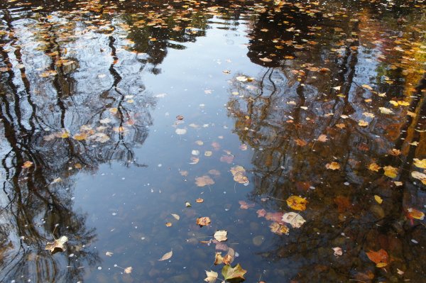 Осень отражение в воде