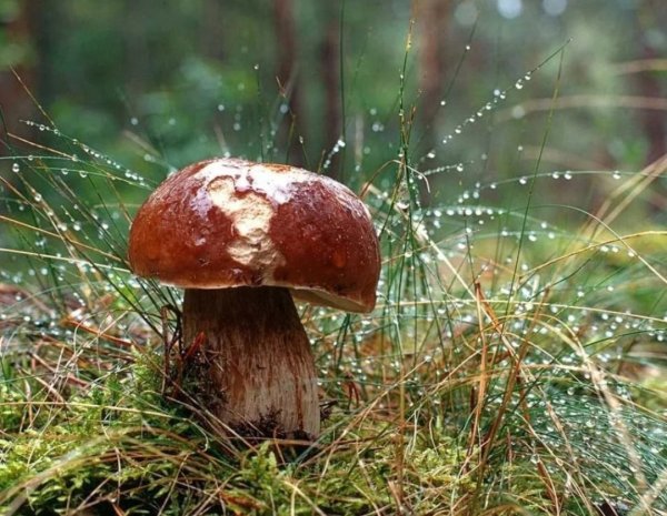Грибной дождь