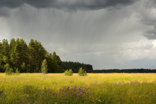 Лес и поле после дождя