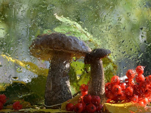 Грибной дождик