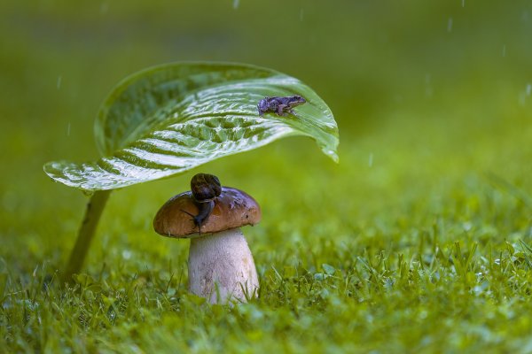 Гриб под листиком