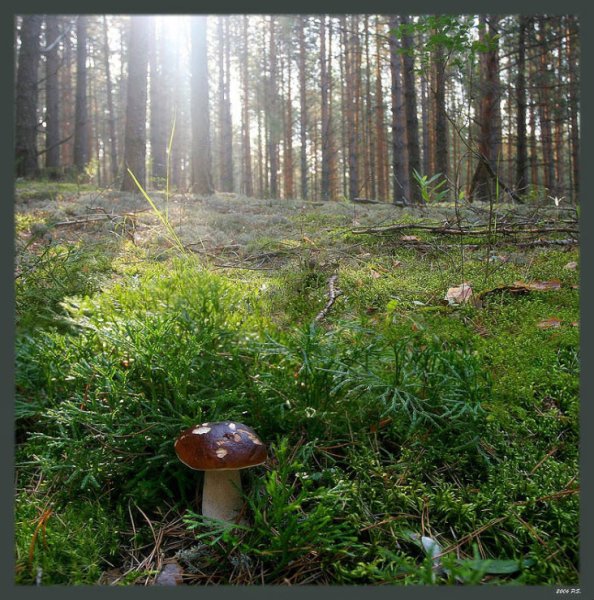 Грибы в лесу после дождя