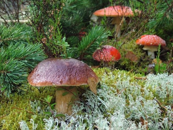 Грибы Боровик и мухомор