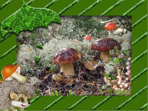 Открытки с грибами лесными