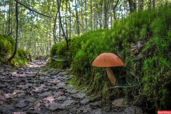 Грибы в лесу