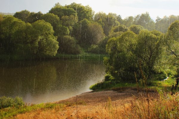 Грибной дождь