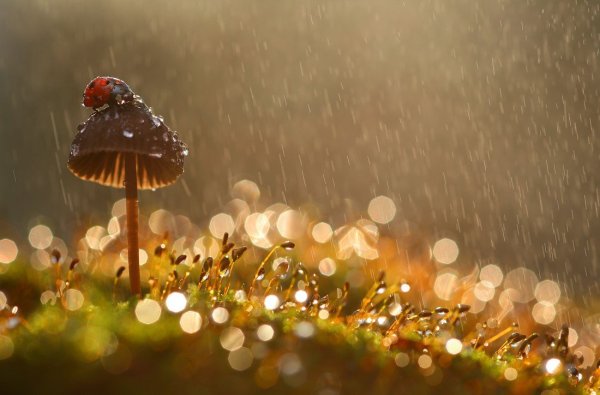 Красивый дождь