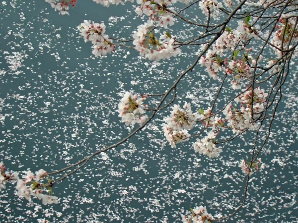 Опавшие лепестки