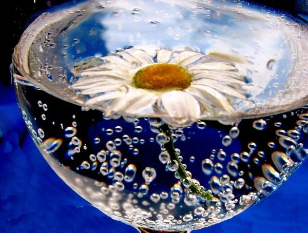 Ромашка в капле воды