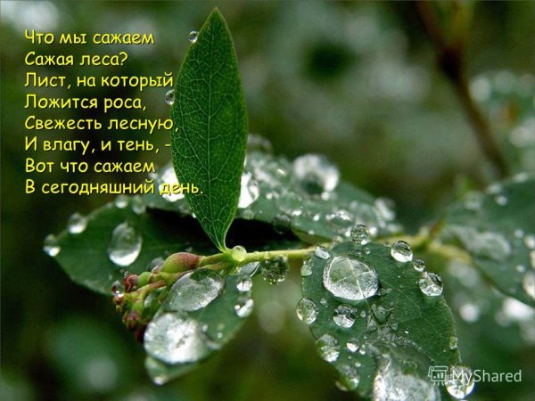 Стихи про капли дождя