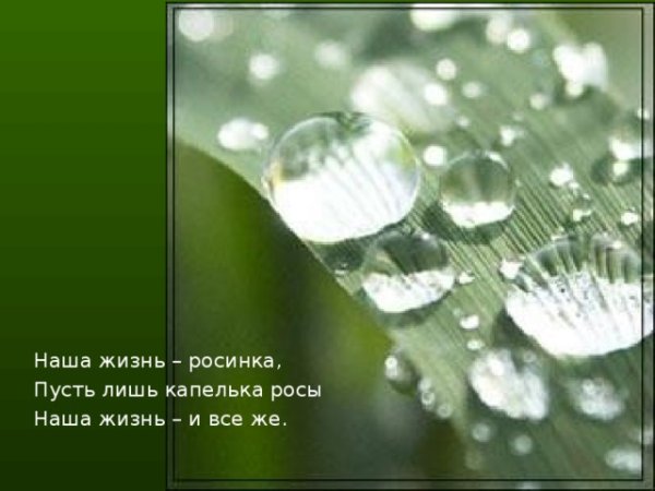 Наша жизнь Росинка
