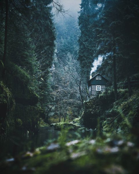 Домик в дремучем лесу