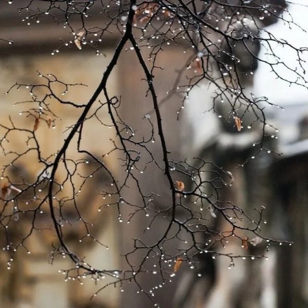 Дождливая зима