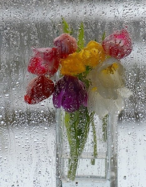 Цветы под дождем