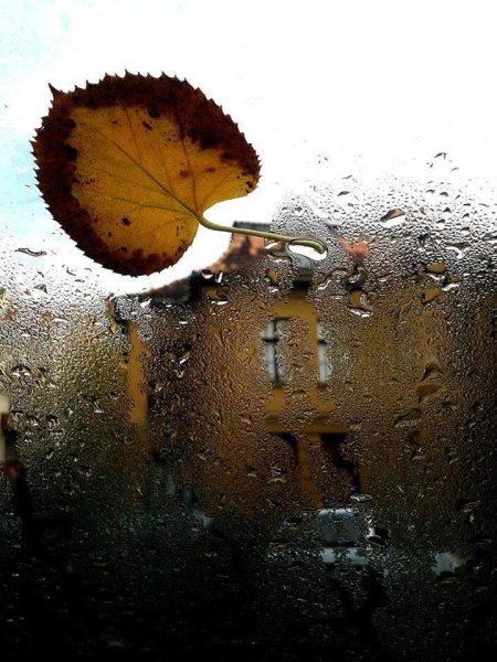 Осенний лист на стекле