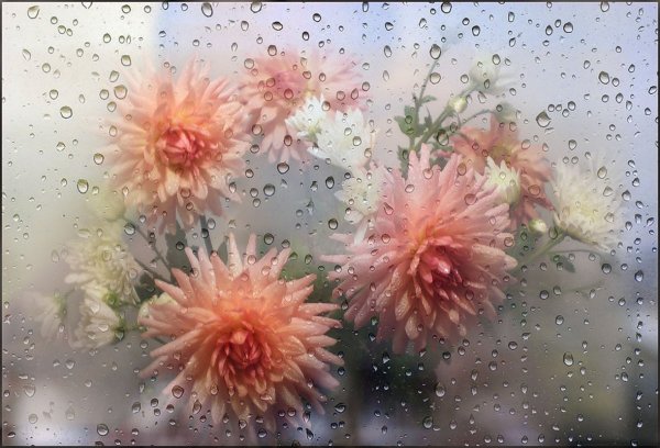 Цветы за запотевшим стеклом